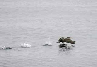 Foto, materiell, befreit, Landschaft, Bild, hat Foto auf Lager,Cormorant, der startet, Kormoran, , , Klappe der Flgel