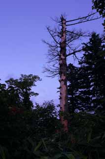 Foto, materiell, befreit, Landschaft, Bild, hat Foto auf Lager,Toter Baum, Nadelbaum, toter Baum, Zweig, blauer Himmel