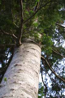 photo,material,free,landscape,picture,stock photo,Creative Commons,White bark, conifer, bark, rind of tree, HimenumPond