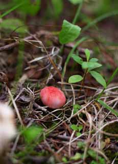 Foto, materiell, befreit, Landschaft, Bild, hat Foto auf Lager,Babypilz, Pilz, , , rosa