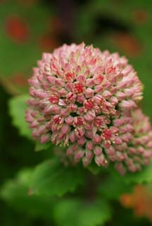 photo,material,free,landscape,picture,stock photo,Creative Commons,Small red flowers, pink, small flower, pollen, red