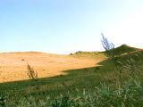 foto,tela,gratis,paisaje,fotografa,idea,Sol poniente en el campo de bamb., Tokkarisho de capa, Muroran, , 