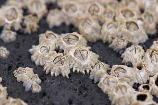 photo,material,free,landscape,picture,stock photo,Creative Commons,Small barnacles in a cluster, conifer, young tree, fir, HimenumPond