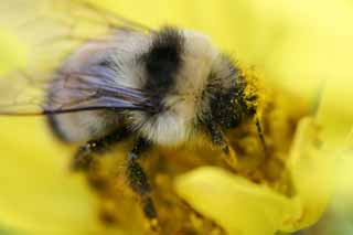 fotografia, materiale, libero il panorama, dipinga, fotografia di scorta,Bee e polline, ape, , , polline