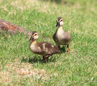 Foto, materieel, vrij, landschap, schilderstuk, bevoorraden foto,Spot-gefactureerd duck, , , , 