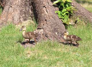 photo,material,free,landscape,picture,stock photo,Creative Commons,Spot-billed duck, , , , 