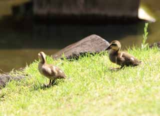 Foto, materieel, vrij, landschap, schilderstuk, bevoorraden foto,Spot-gefactureerd duck, , , , 