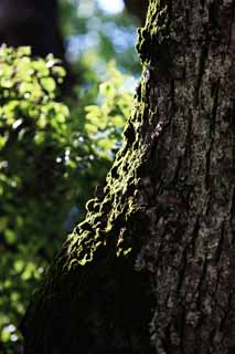 fotografia, materiale, libero il panorama, dipinga, fotografia di scorta,Moss, , , , 