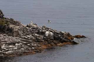 fotografia, materiale, libero il panorama, dipinga, fotografia di scorta,I nidi di Seafowls, stiramento roccioso, mare, gabbiano, 