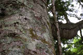 photo,material,free,landscape,picture,stock photo,Creative Commons,Bark, conifer, bark, rind of tree, 