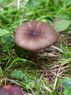 Foto, materiell, befreit, Landschaft, Bild, hat Foto auf Lager,Pilz, Pilz, , , Dickicht