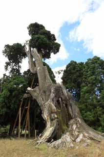 fotografia, materiale, libero il panorama, dipinga, fotografia di scorta,Amitabha cedro, , , , 