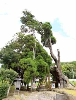 fotografia, materiale, libero il panorama, dipinga, fotografia di scorta,Amitabha cedro, , , , 