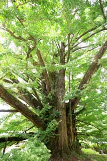 Foto, materiell, befreit, Landschaft, Bild, hat Foto auf Lager,Groe ginkgo der Rcktritt vom Schloss, , , , 