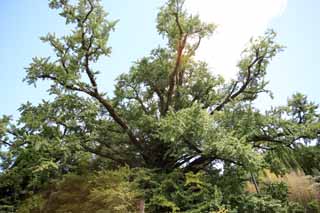 Foto, materieel, vrij, landschap, schilderstuk, bevoorraden foto,Grote ginkgo van terugtrekken uit het kasteel, , , , 