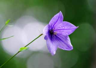 Foto, materiell, befreit, Landschaft, Bild, hat Foto auf Lager,Baloonflower, balloonflower, , Tau, blau