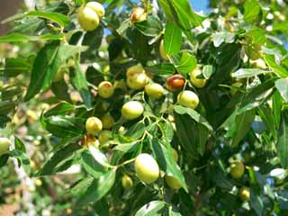 Foto, materieel, vrij, landschap, schilderstuk, bevoorraden foto,Jujubes, , , , 