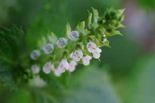 foto,tela,gratis,paisaje,fotografa,idea,Flores de shizo, Albahaca japonesa verde, , , 