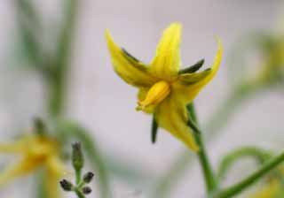 Foto, materieel, vrij, landschap, schilderstuk, bevoorraden foto,Tomaat bloem, Tomaat, , Geel, 