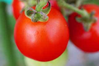 fotografia, materiale, libero il panorama, dipinga, fotografia di scorta,Pomodori Ciliegio, pomodoro, , rosso, frutta