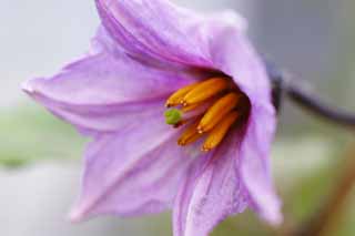 photo,material,free,landscape,picture,stock photo,Creative Commons,Eggplant flower, eggplant, , , purple