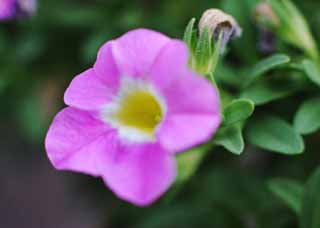 fotografia, materiale, libero il panorama, dipinga, fotografia di scorta,Piccolo fiore colore rosa, garofano, , , 