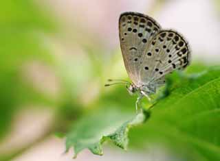 Foto, materieel, vrij, landschap, schilderstuk, bevoorraden foto,Japanse basilicum en een vlinder, Blauwe vlinder, , Vlinder, 