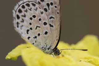 fotografia, material, livra, ajardine, imagine, proveja fotografia,Borboleta pequena, borboleta azul, , borboleta, 