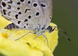 photo, la matire, libre, amnage, dcrivez, photo de la rserve,Petit papillon, papillon bleu, , papillon, 