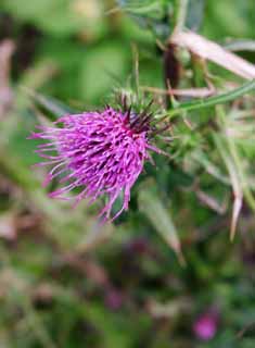 photo, la matire, libre, amnage, dcrivez, photo de la rserve,Fleur du chardon, chardon, , , rouge violac