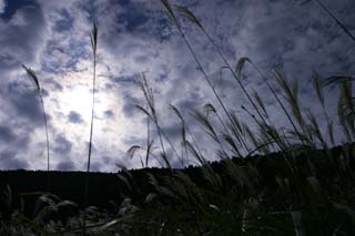 Foto, materiell, befreit, Landschaft, Bild, hat Foto auf Lager,Fein legte tiefgrndiges silbernes Gras ab, versilbern Sie Gras, , , Weideland