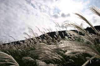 Foto, materiell, befreit, Landschaft, Bild, hat Foto auf Lager,Versilbern Sie Gras, versilbern Sie Gras, , , Weideland