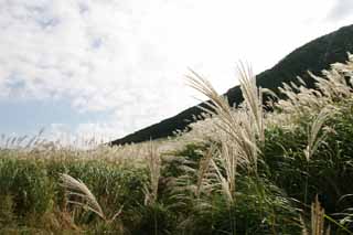 photo, la matire, libre, amnage, dcrivez, photo de la rserve,Argentez l'herbe, herbe argent, , , prairie