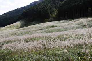 Foto, materiell, befreit, Landschaft, Bild, hat Foto auf Lager,Versilbern Sie Gras, versilbern Sie Gras, , , Weideland