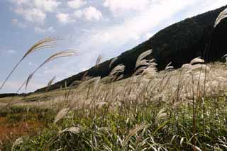 photo, la matire, libre, amnage, dcrivez, photo de la rserve,Argentez l'herbe, herbe argent, , , prairie