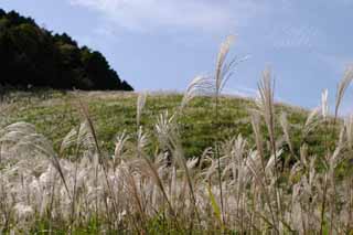 Foto, materiell, befreit, Landschaft, Bild, hat Foto auf Lager,Versilbern Sie Gras, versilbern Sie Gras, , , Weideland