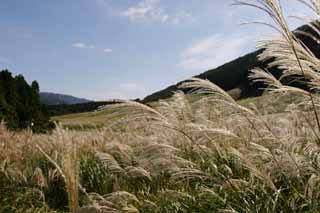 foto,tela,gratis,paisaje,fotografa,idea,Gramneas de Sengokubara, Csped de plata, , , Prado