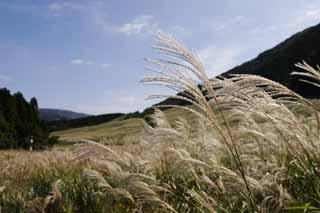 photo, la matire, libre, amnage, dcrivez, photo de la rserve,Argentez l'herbe, herbe argent, , , prairie