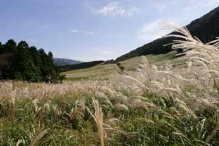 Foto, materiell, befreit, Landschaft, Bild, hat Foto auf Lager,Versilbern Sie Gras, versilbern Sie Gras, , , Weideland