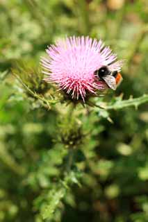 Foto, materiell, befreit, Landschaft, Bild, hat Foto auf Lager,Thistle, , , , 