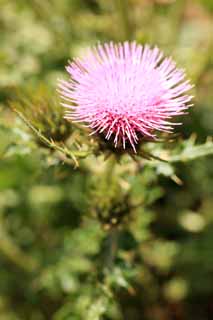 Foto, materieel, vrij, landschap, schilderstuk, bevoorraden foto,Thistle, , , , 