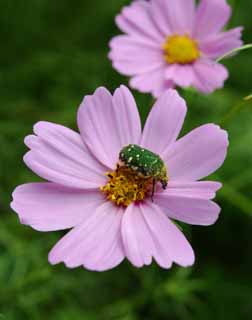 photo, la matire, libre, amnage, dcrivez, photo de la rserve,Cosmos dlicieux , vert, coloptre, pollen, rose