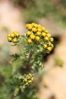 fotografia, materiale, libero il panorama, dipinga, fotografia di scorta,Fiori gialli, , , , 