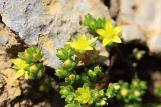 photo,material,free,landscape,picture,stock photo,Creative Commons,Yellow flowers, , , , 