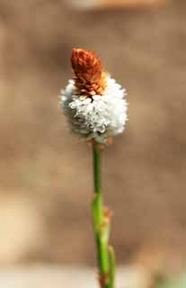 Foto, materieel, vrij, landschap, schilderstuk, bevoorraden foto,Witte bloem, , , , 