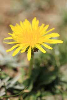 photo,material,free,landscape,picture,stock photo,Creative Commons,Dandelion, , , , 