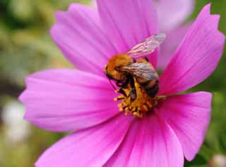 foto,tela,gratis,paisaje,fotografa,idea,Una excurin por una flor de cosmos., Abeja, , , Cosmos