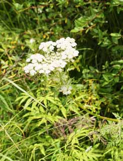 Foto, materieel, vrij, landschap, schilderstuk, bevoorraden foto,Witte bloem, , , , 