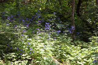 Foto, materiell, befreit, Landschaft, Bild, hat Foto auf Lager,Blau-violetten Blten, , , , 