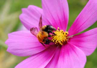 fotografia, materiale, libero il panorama, dipinga, fotografia di scorta,Cosmo delizioso , ape, , Bee, cosmo